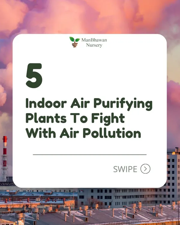 Worried about air pollution? You can fight it from inside your home with these 5 powerful indoor air-purifying plants. Let's bring nature's filters into our living spaces.