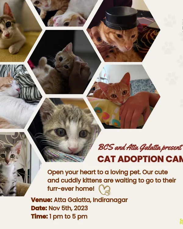Open your heart and your home. Our adoption camps are filled with cute and cuddly kittens waiting for their furever family. Join us at our next event to meet them.