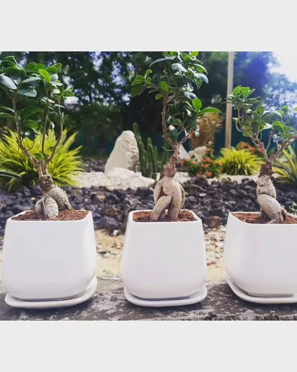 A set of three Ficus bonsai trees, ready for corporate gifting. These miniature trees symbolize harmony and balance, making them a thoughtful and unique gift for any business occasion in Bangalore.