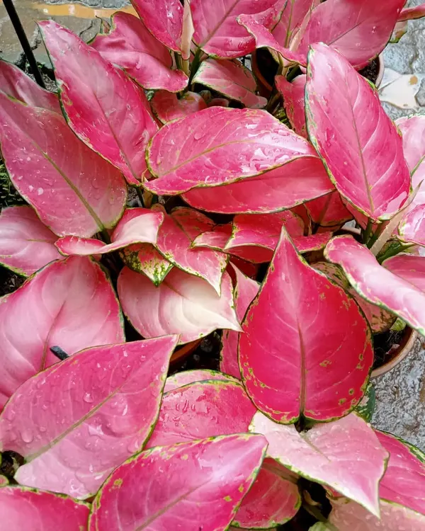 The stunning Pink Aglaonema is one of our most eye-catching foliage plants. Its vibrant pink leaves bring a unique splash of color to any indoor plant collection, perfect for both home and office interiors.