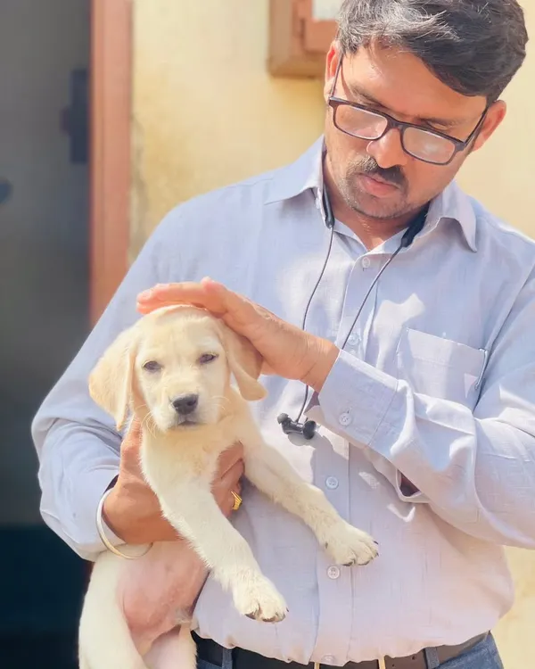 Another happy customer with his new Labrador puppy. Seeing the joy my pups bring to families is the best reward. This healthy Lab pup is ready to start his new life.
