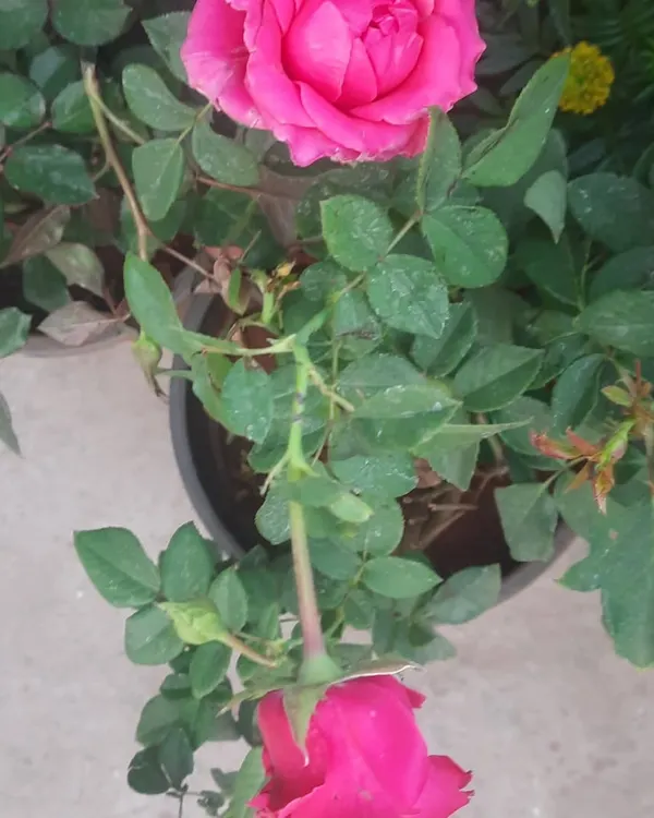 A beautiful, blooming pink rose (*Gulab*). I stock a variety of rose plants that are perfect for Delhi's climate, ready to bring fragrance and beauty to your garden.