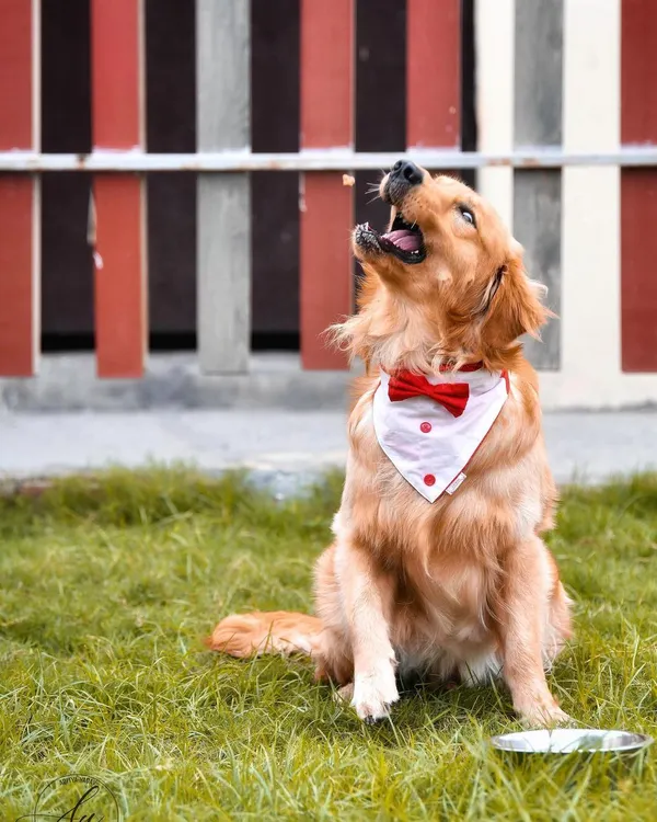 Look at this handsome boy, all dressed up and ready for his close up. I love capturing pets in action, whether they're catching a treat or just barking at the sky. This shot shows the playful, dapper personality of this Golden Retriever in his element at the park.