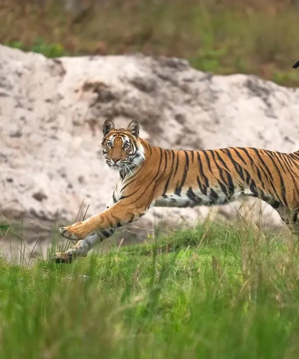 A tigress in Bandhavgarh, captured mid-leap across a forest stream. Moments like this are what we live for. It’s not just about being there, but anticipating the story as it unfolds, a skill I share with every guest on my tours.