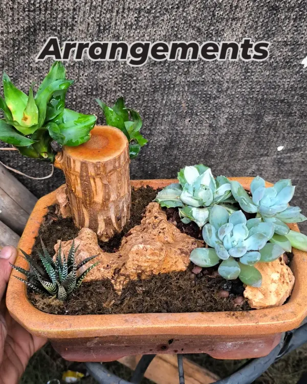 A rustic arrangement featuring a mix of Haworthia and Echeveria succulents alongside natural rocks and a piece of wood. This composition creates a miniature desert landscape.