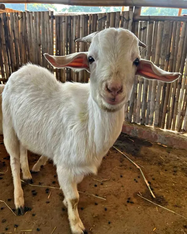 Another one of our friendly goats, posing for the camera. Our animals are gentle and accustomed to visitors, making for safe and enjoyable interactions.
