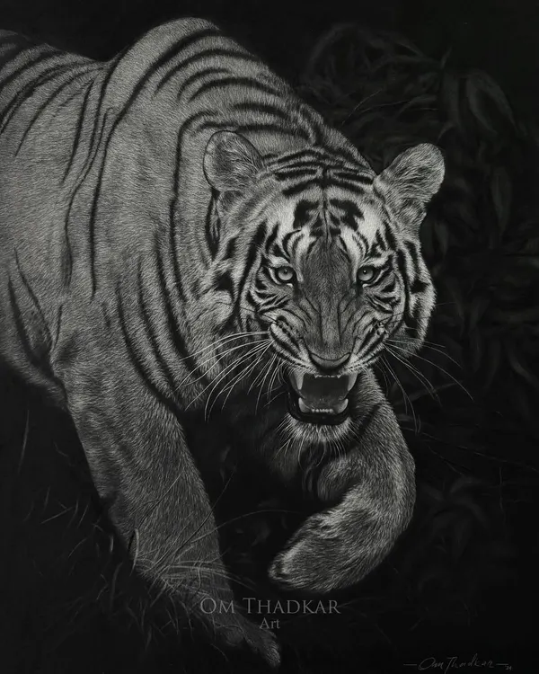 A charcoal portrait of 'Shambhu', a Bengal tiger from Tadoba, on a 2 by 3 foot paper. I used a dark background to emphasize its fiery gaze and striped coat, embodying the untamed spirit of the Indian wild.