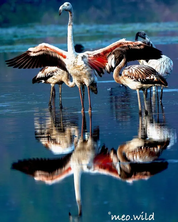 I'll never forget this moment. The water was perfectly still, and this young flamingo stretched its wings, creating a flawless reflection. It’s a perfect example of the grace and beauty I love to capture in the wetlands.