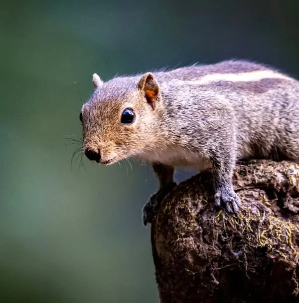 An Indian Palm Squirrel pauses on a tree stump, alert and curious. I love capturing these common but charismatic creatures, focusing on their expressive eyes and striped backs.