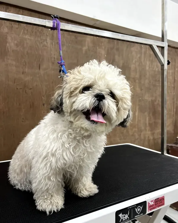 This is Chotu, a sweet Shih Tzu, before his puppy cut. His coat is long and a bit unruly, ready for a transformation that will make him more comfortable and easier to care for.