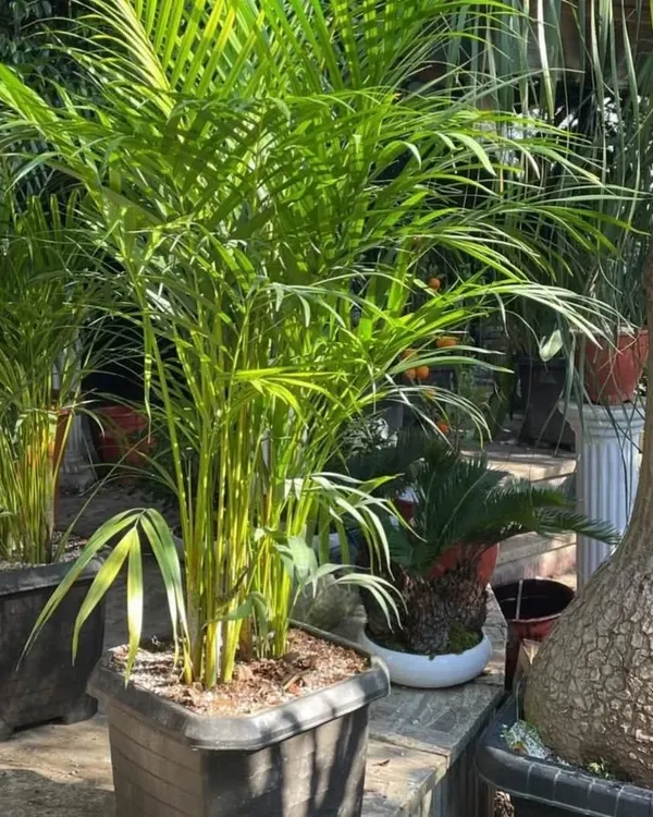 A beautiful, lush Areca Palm next to a Ponytail Palm. These large plants are perfect for adding a tropical feel to your living room or office.