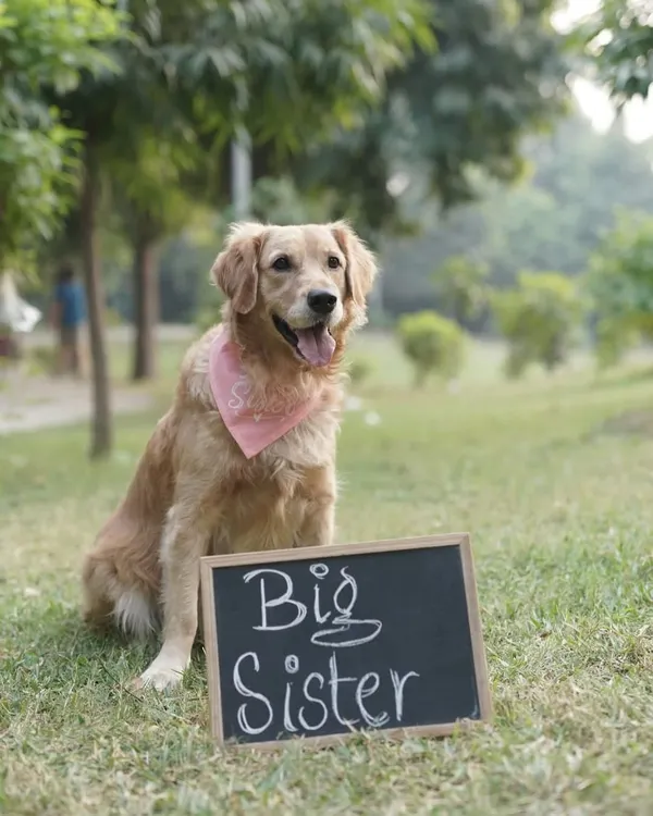Getting ready for a very special announcement! This beautiful Golden Retriever got groomed by us for her "Big Sister" photoshoot. We are so happy to be part of these precious family moments.