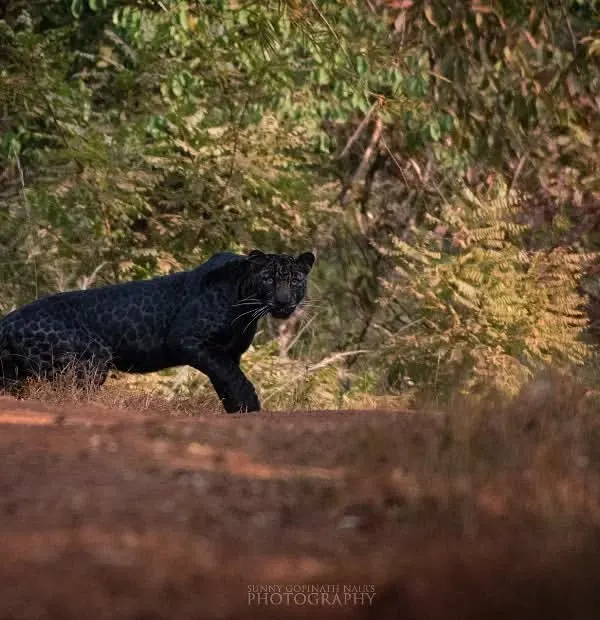 A rare and thrilling encounter with a melanistic leopard, popularly known as a Black Panther, as it prowls a forest path in India. Capturing this elusive cat was a dream come true, requiring immense patience and a bit of luck.