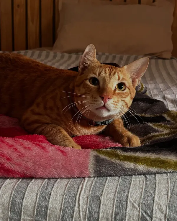 Pookie looking bright-eyed on his first day. Even though he's used to being outdoors, he quickly relaxed and enjoyed the safe stimulation of watching the dogs from his room.