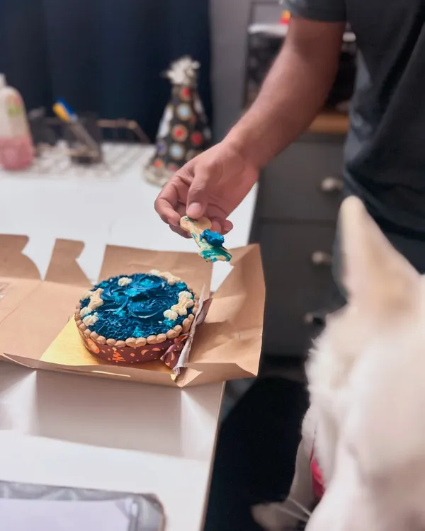 Getting the first taste of his special birthday cake. Bunni was a fussy eater, but he couldn't resist this delicious, dog-friendly treat on his 3rd gotcha-day.