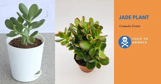 Important information for pet owners. The popular Jade Plant (Crassula Ovata) is a beautiful succulent, but it is toxic to animals if they chew on it.