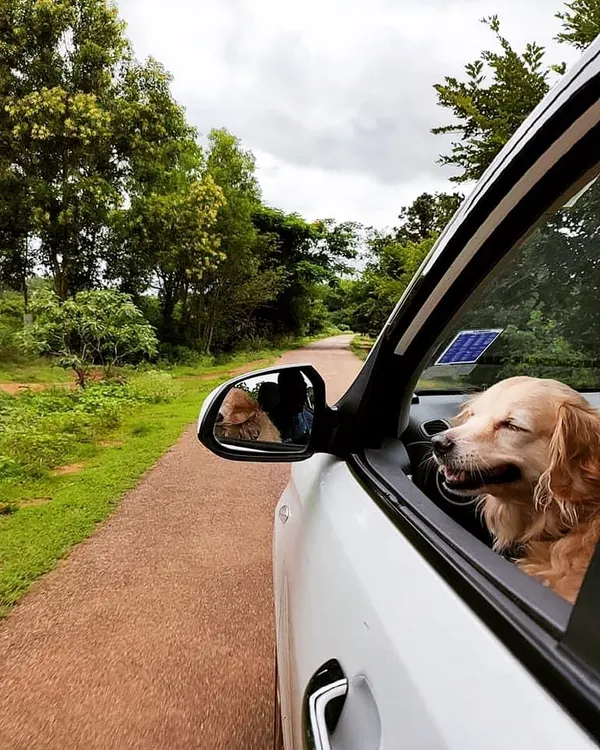 This is pure happiness on the way to a fun-filled stay at our facility. We love being the reason for smiles like this. Our pet taxi service ensures the fun starts the moment we pick your dog up.