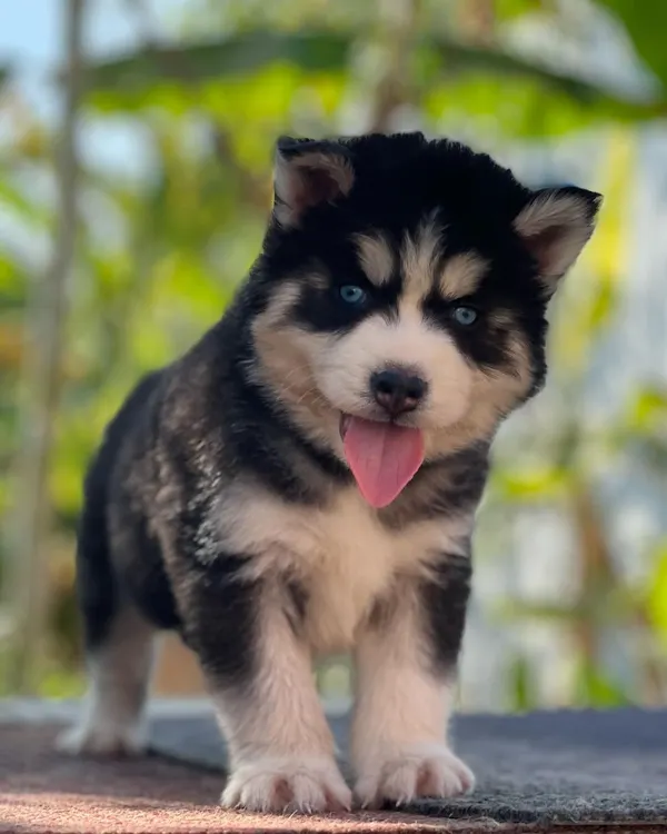 A perfect example of an extraordinary woolly coat Husky puppy. This little one is alert, playful, and has a beautiful, dense coat and bright blue eyes.