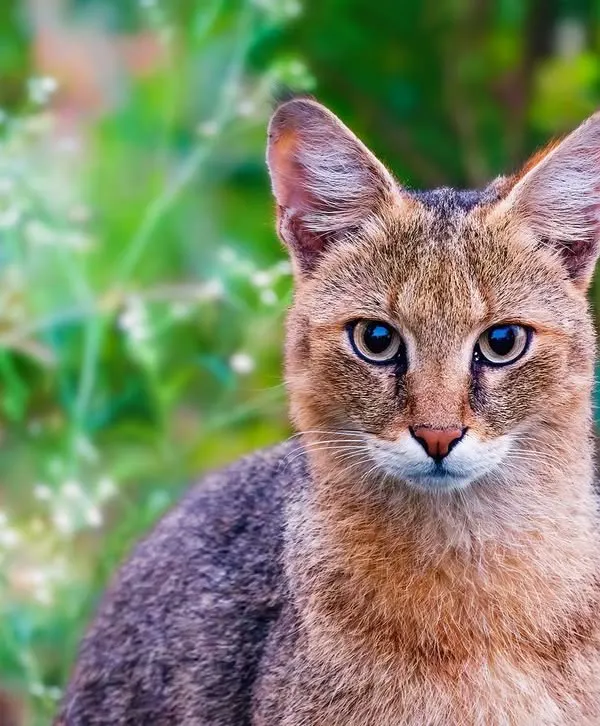 While searching for wolves in Bhigwan, I spotted this magnificent Jungle Cat in a pomegranate orchard. Its intense, mystical gaze is characteristic of wild felines, guardians of the spirit world who hold their freedom sacred.