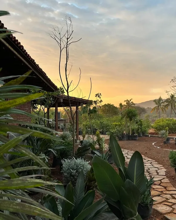 The landscape for our Kamshet farmhouse begins to take shape at sunset. We worked with a palette of plants adapted to the region's dry climate and annual monsoon, creating a garden that feels both resilient and effortlessly beautiful.