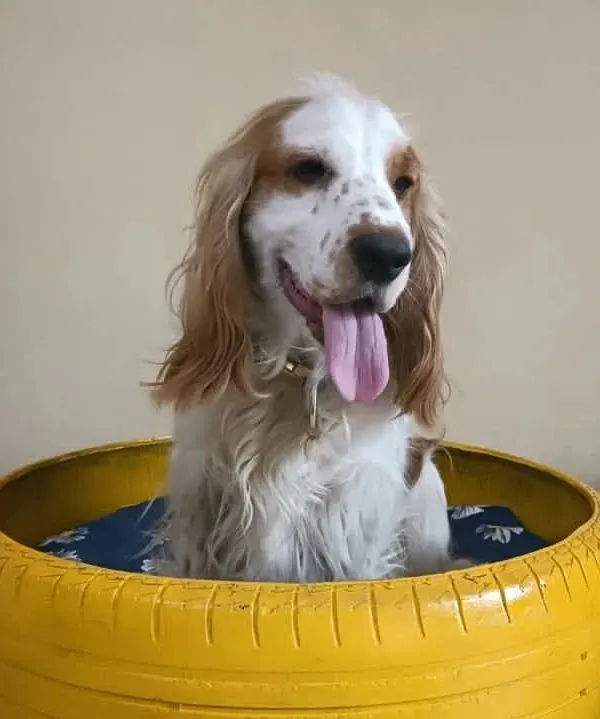 This Cocker Spaniel has claimed our bright yellow tire bed, a favorite spot for many of our guests to curl up in.