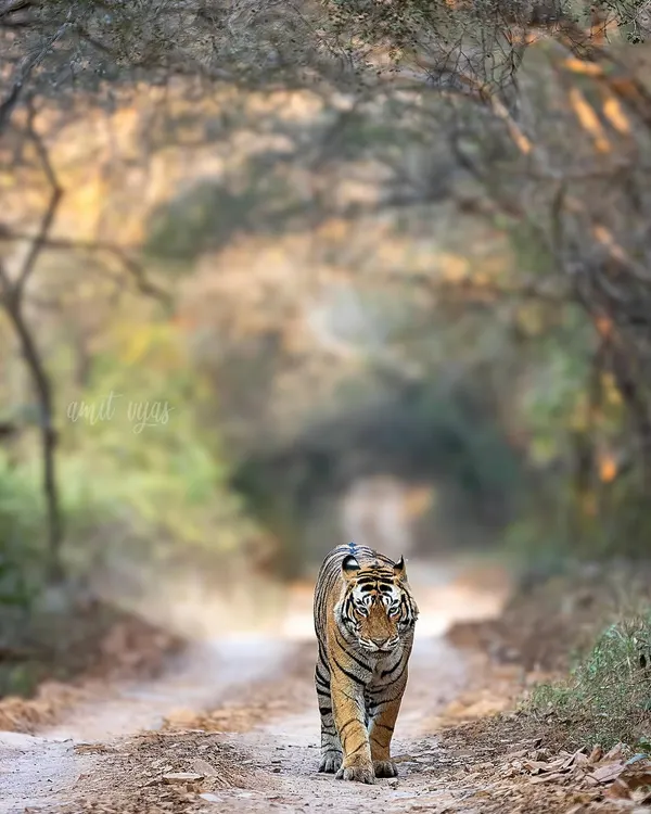 T120 Ganesh, a dominant male, patrols his territory in Ranthambore. Capturing a tiger walking down a jungle path like this, framed by the trees, is a classic shot we always aim for on my Ranthambore photo tours.