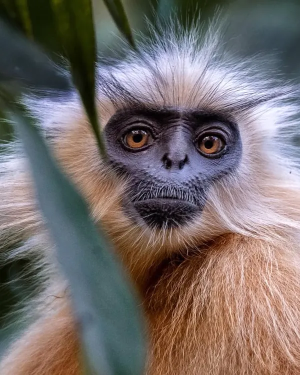 The Gee's Golden Langur, discovered in 1953, is considered sacred by local tribes in Assam. With only a few thousand left, every photograph helps to document this beautiful and endangered primate.