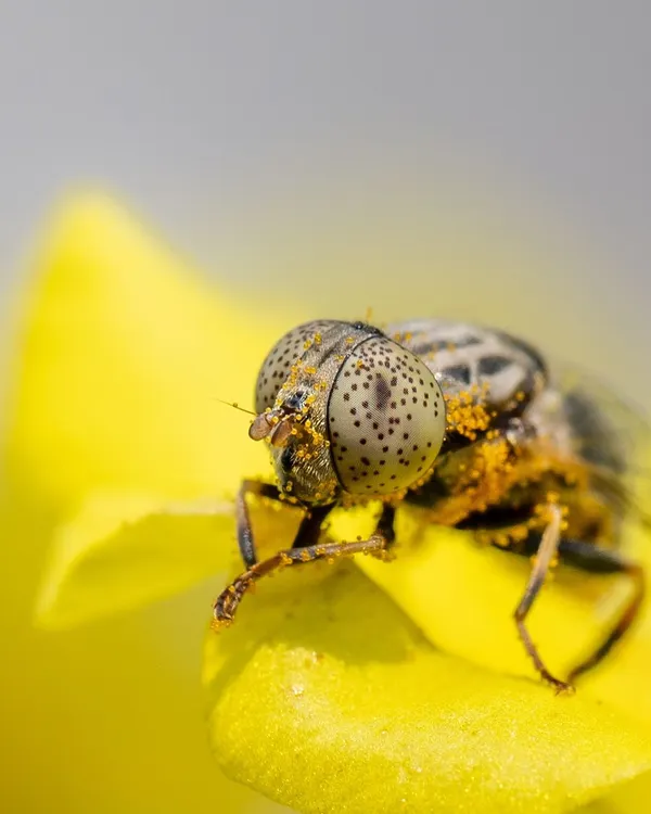 A hoverfly covered in yellow pollen. This macro shot reveals the incredible detail of its spotted compound eyes and the fine grains of pollen dusting its body. These flies are important pollinators, and this image captures them at work.