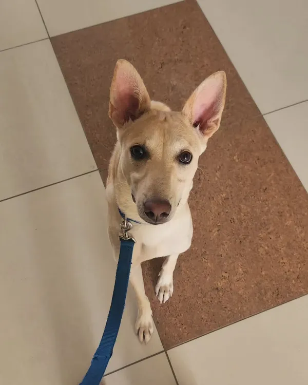 I was so proud of Leo's parents for seeking training for him right away. Every puppy, especially a rescued Indie like Leo, deserves the chance to learn how to navigate our world. This is what responsible pet parenting looks like.