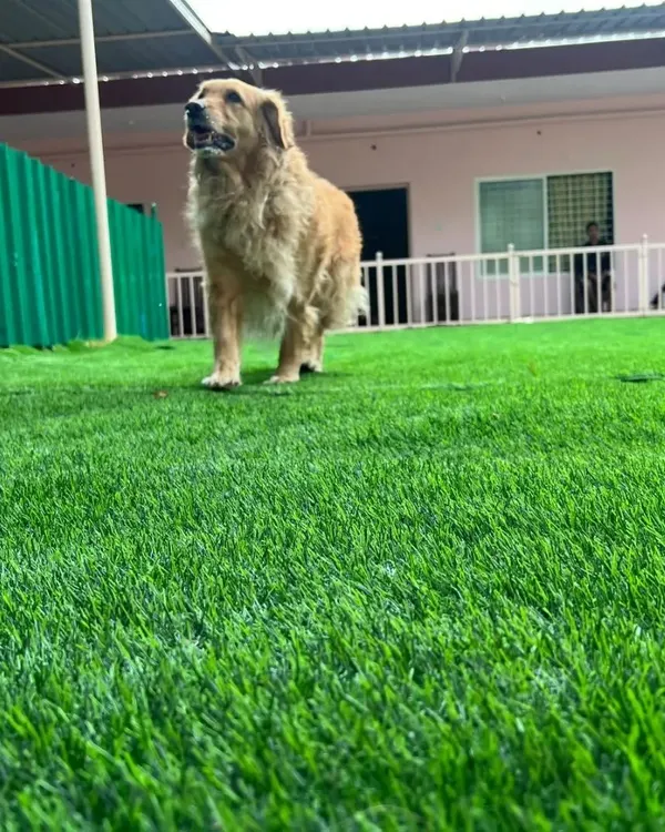 A golden retriever enjoying the morning sun in our spacious, fenced-in yard. The green turf is perfect for clean, safe play.