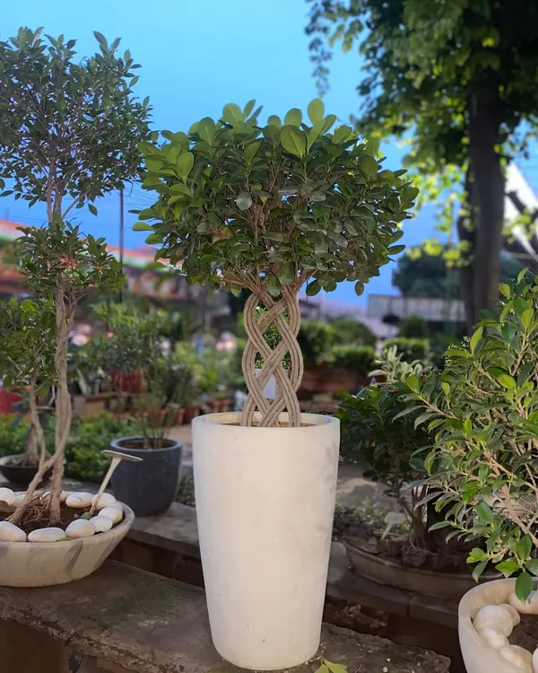 This Moclame Ficus, with its beautifully braided trunk in a sleek white planter, is a perfect example of how we combine unique plants with modern pots to create a living piece of art for your home.