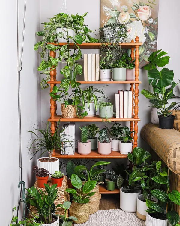 Welcome to our little green corner of the internet. I believe every home deserves to be a sanctuary, and nothing makes a space feel more alive and peaceful than a collection of happy plants. This is the kind of vibrant, refreshing atmosphere I want to help you create in your own home.