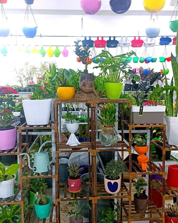 A display in my shop featuring a multi-tiered wooden stand filled with a variety of indoor plants in colorful pots. I also offer a wide range of hanging planters, as seen in the background.