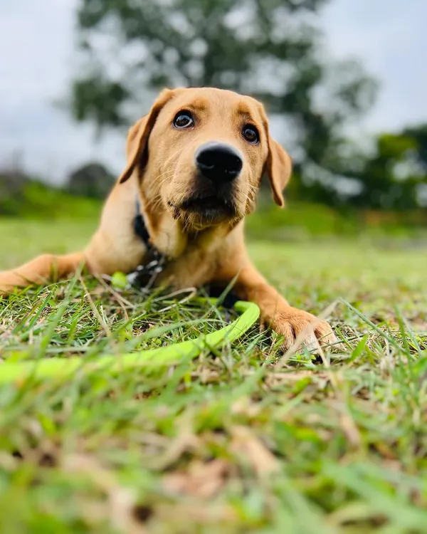 Meet Lyka, a beautiful Labrador puppy with eyes full of hope. She is a bundle of playful energy, ready to learn and love. We make sure all our pups like Lyka are vaccinated and get a full health check before they are ready to join their new family.