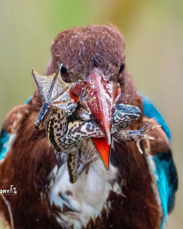 An intense close-up of a White-breasted Kingfisher with its amphibian prey. This shot freezes a dramatic, split-second moment of the food chain in action.