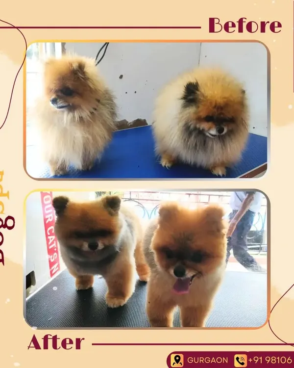 A stunning before and after transformation for these two Pomeranian fluffballs. I gave them a neat, rounded teddy bear cut that's easy to maintain and keeps them cool, while ensuring their coats look healthy and plush.