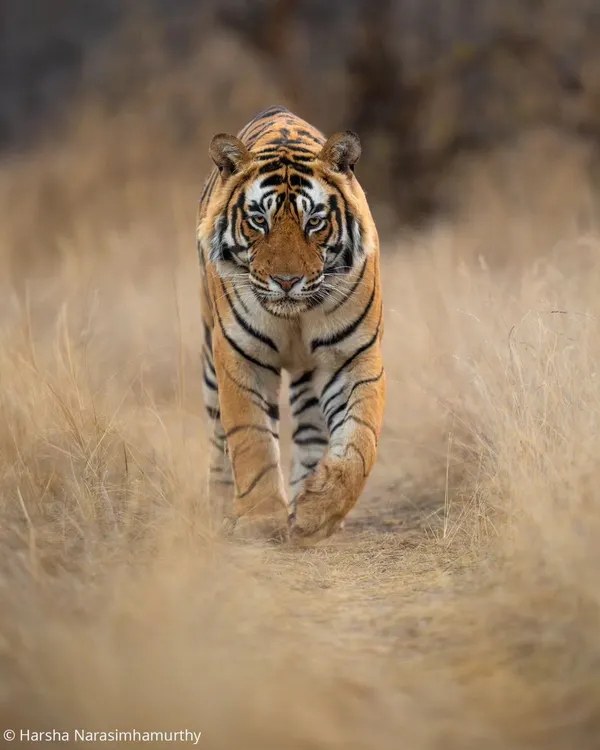 The Maharaja of Ranthambhore, T120, walks through the golden grasslands. Known for his incredible hunting prowess, including taking down a leopard and a sloth bear, he is a true king of this land.