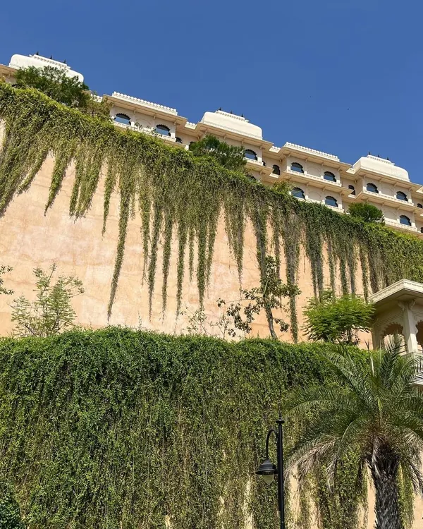 The stunning sight of creepers and vines cascading down a wall in Udaipur. This is a great example of vertical gardening, a technique we can adapt for balconies to create a wall of green.