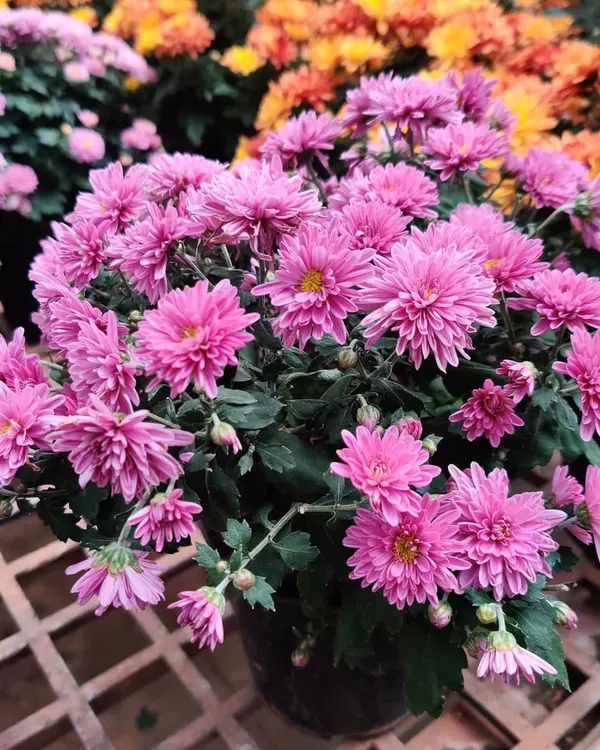 These bright pink Chrysanthemums are full of life and make a wonderful addition to any collection of flowering plants. They are healthy, full of buds, and ready to bloom.