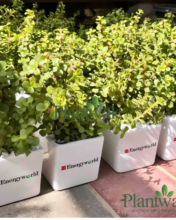 A row of lush Jade plants, known for bringing good luck, potted in square white ceramic pots. Each pot is customized with the 'Energyworld' company logo, making for a vibrant and positive corporate gift.
