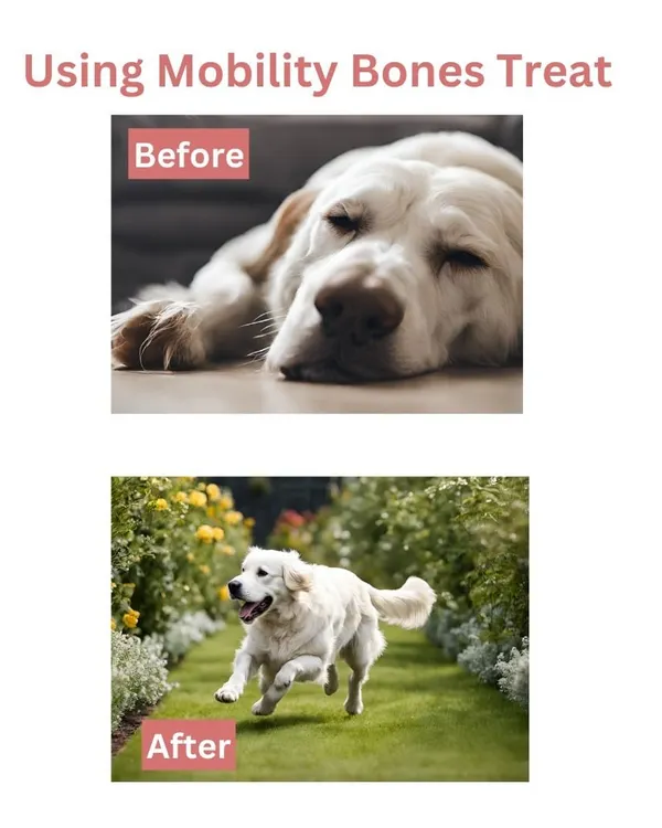 The difference can be truly amazing. This before and after shows how targeted nutrition can transform a dog's energy and comfort levels. My Mobility Bones are designed to support an active, joyful life.