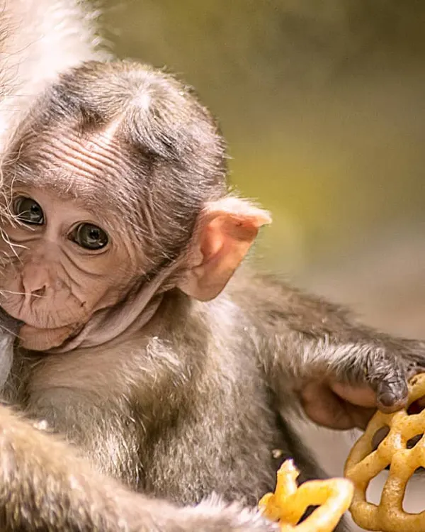 This is one of my favorite shots. I captured this baby monkey holding onto its mother at Bannerghatta National Park. For me, this image is all about that feeling of safety and innocence, a quiet moment that tells a big story.