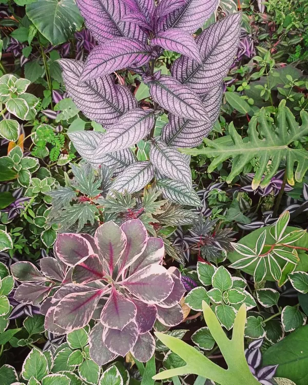 A glimpse into the variety of foliage I work with. This mix includes the purple Persian Shield, variegated Peperomia, and other textures, showing how different leaves can be combined for a lush, layered look in indoor plantscaping.