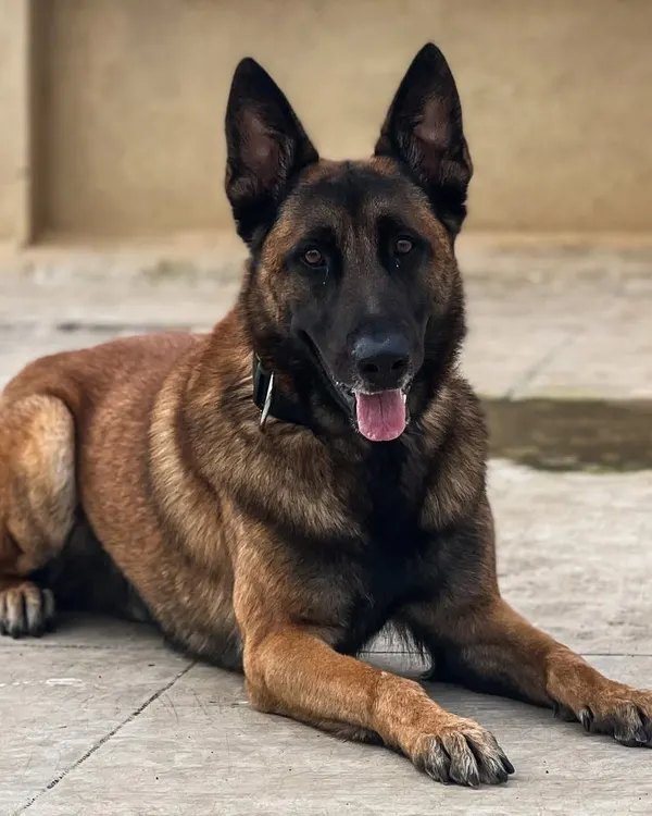 This is Rio, a Belgian Malinois. My 35 years of experience, including as an Ex-Military Dog Training Officer, allows me to handle and groom powerful and intelligent breeds with confidence and respect.
