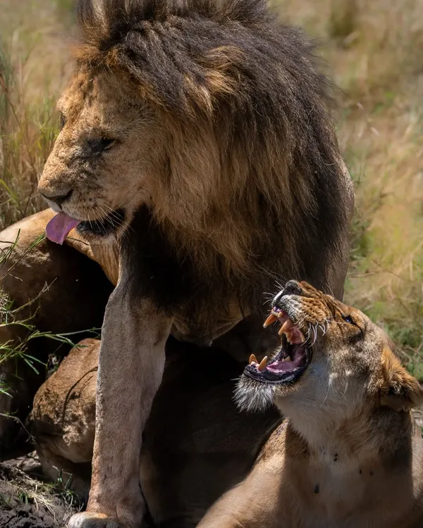 A royal dispute in the Masai Mara. A lioness snarls at the male during a mating ritual, a tense and powerful interaction that is common between courting pairs.