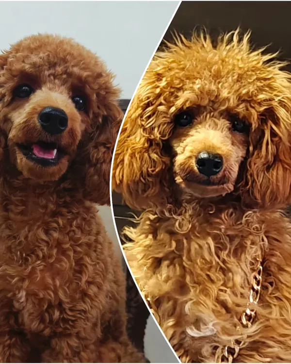 From shaggy to chic. This toy poodle, Shona, received a full grooming session, including a deep clean and a stylish poodle cut that highlights her adorable features. The difference is amazing.