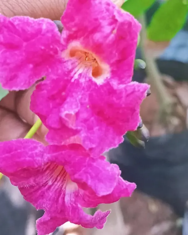 The Tabebuia haemantha produces beautiful clusters of vibrant pink flowers. This is an excellent flowering tree for adding a splash of seasonal color to your outdoor landscape.