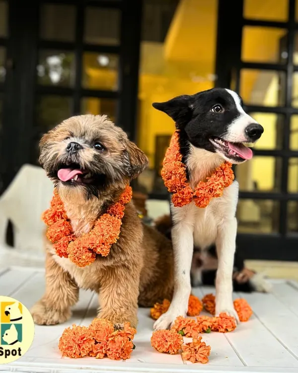 Celebrating Kukur Tihar, the festival of dogs. We honored our furry friends with beautiful marigold garlands and lots of treats to thank them for their loyalty and love.