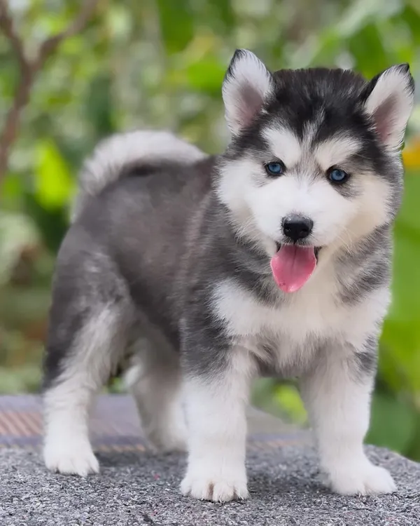 This is the look I strive for. A premium quality, woolly coat Siberian Husky puppy with those piercing blue eyes. This pup has perfect markings and a strong, healthy build, ready to be the star of any family.