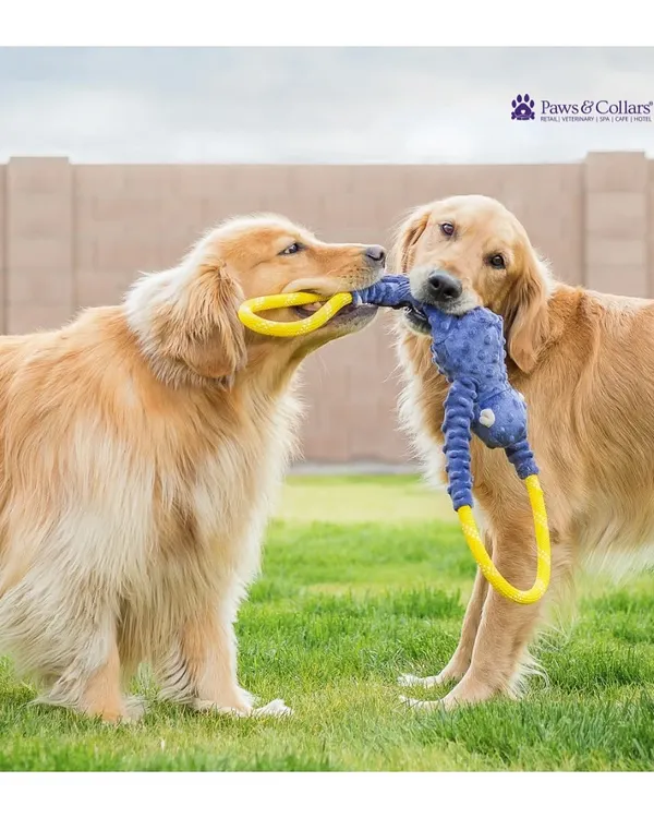 Two Golden Retrievers enjoy a game of tug-of-war with a Zippy Paws toy. Our toys are selected for their durability and ability to facilitate interactive play between pets or with their parents.